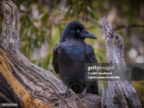 Forest Raven Photos and Premium High Res Pictures - Getty Images