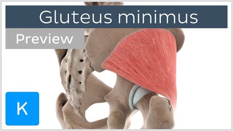 Functions of the gluteus minimus muscle (preview) - Human Anatomy | Kenhub - YouTube