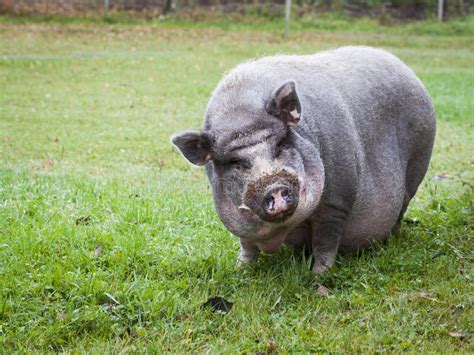 Vietnamese Pot-Bellied Pig stock photo. Image of snout - 56155066