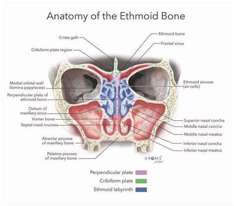 Anatomy of Ethmoid Bone - MEDizzy