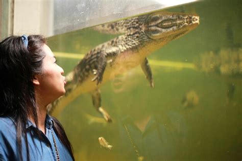 Premium Photo | Side view of woman standing by crocodile in fish tank