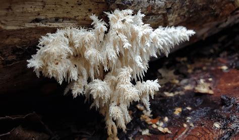How To Find Wild Lion's Mane (Hericium species) - FreshCap Mushrooms