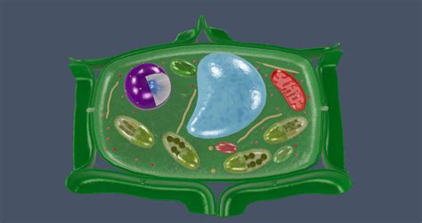 Plant Cell 3D Model – Definition, Parts, Structure, and Diagram in Metaverse