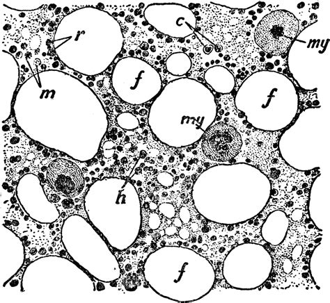 Section of Bone Marrow | ClipArt ETC