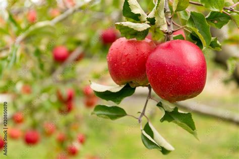 Apple tree farm Stock Photo | Adobe Stock