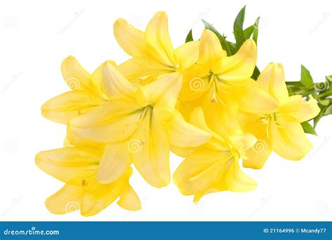 Bouquet of yellow lilies. stock photo. Image of romantic - 21164996