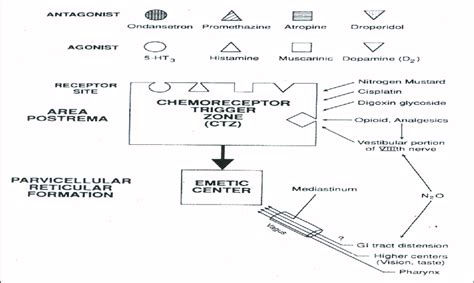 The chemoreceptor trigger zone and the emetic centre with the agonist ...