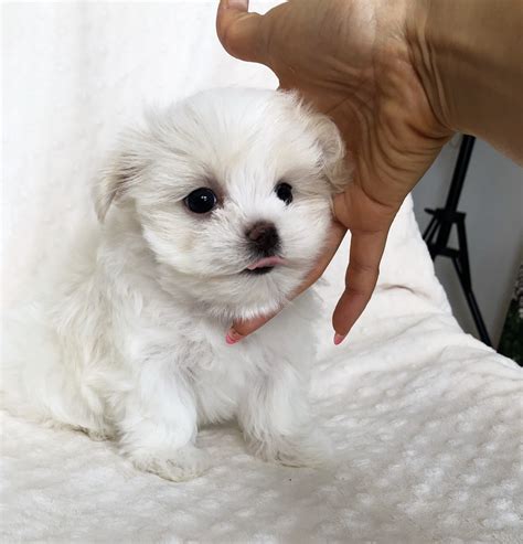 Teacup Maltese short nose puppy for sale! - iHeartTeacups