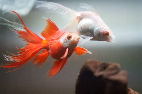 360+ Goldfish Breeding Stock Photos, Pictures & Royalty-Free Images - iStock