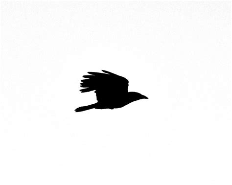 Crow in Flight Silhouette Photograph by Ken Stampfer - Pixels