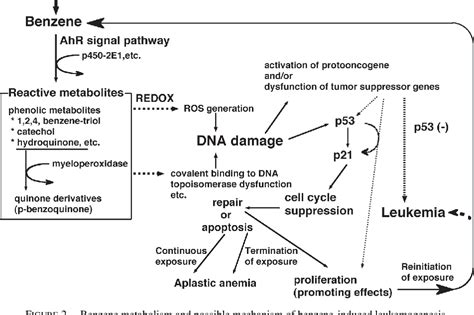 Figure 2 from Mechanism of Benzene-Induced Hematotoxicity and Leukemogenicity: Current Review ...