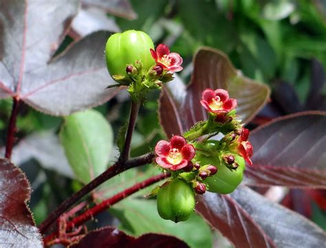 jatropha-gossypiifolia_1280 – Motoring Weekly