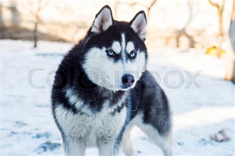 Siberian Husky Snow Wallpaper