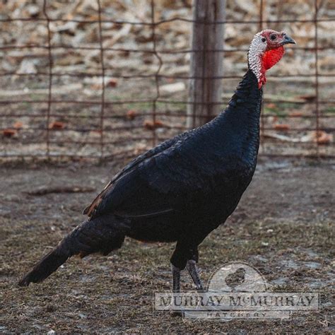 Murray McMurray Hatchery - Black Spanish Turkeys