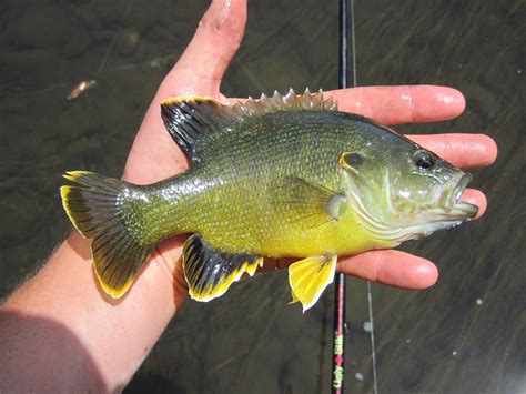 Image result for green sunfish | Green, Color, Fish