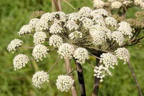 Cumin (Cuminum cyminum) organically grown flower seeds. Floral Encounters.