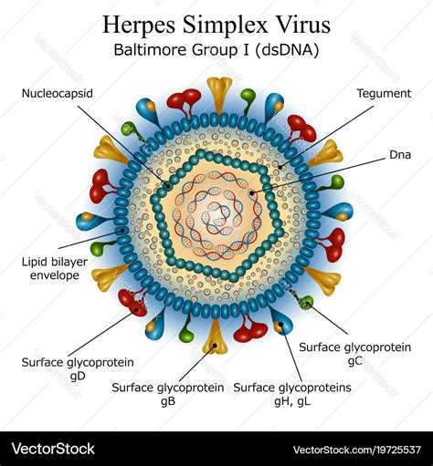 Diagram of herpes simplex virus particle structure