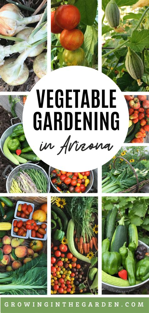 Vegetable Gardening in Arizona - Growing In The Garden