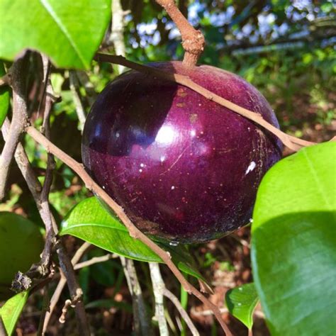 Star Apple (Chrysophyllum cainito) tropical fruit tree 2'-3' » Tropical Plantae