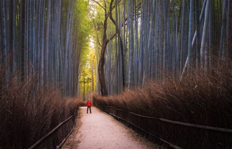 Arashiyama Bamboo Forest - Professional Photographer in Cleveland