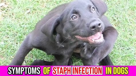 Staph Infection In Dogs: Common Signs & Symptoms In Canine