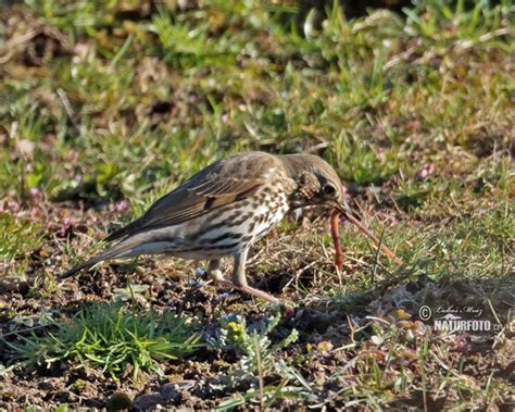 Turdus philomelos Pictures, Song Thrush Images, Nature Wildlife Photos ...