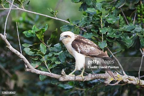 24 Hawaiian Hawk Stock Photos, High-Res Pictures, and Images - Getty Images