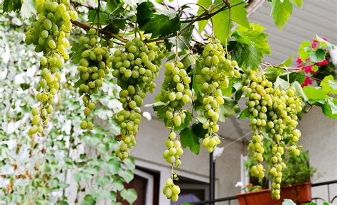 How to Grow Grapes - The Home Depot