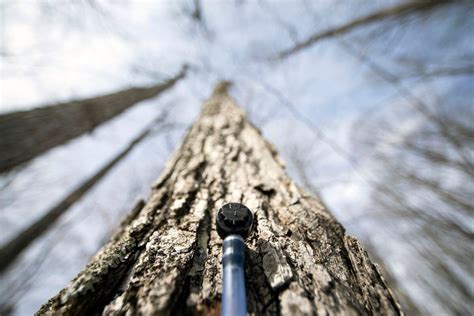 Canada’s maple syrup production reaches record high while honey output ...