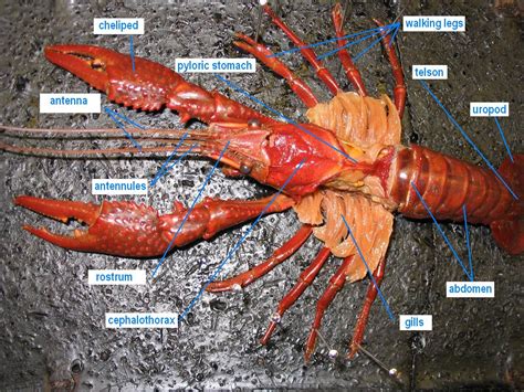 Crayfish Anatomy