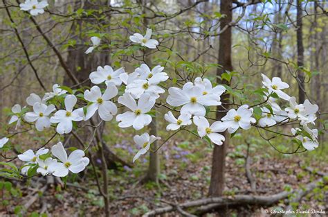 Cornus florida | Illinois Botanizer