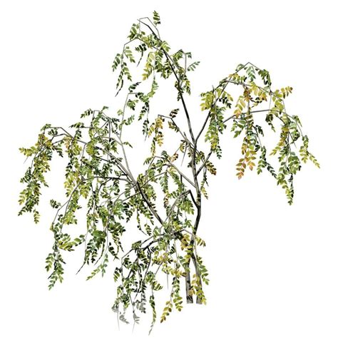 Weeping Beech Seedling – SpeedTree