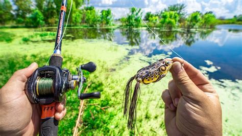 TOPWATER FROG Pond Fishing Challenge!!! (Blowups) - YouTube