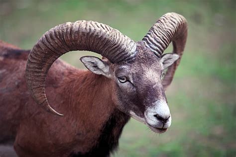 Best Ram Animal Stock Photos, Pictures & Royalty-Free Images - iStock