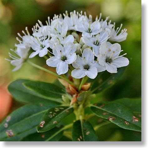 Yosemite Wildflowers: Labrador Tea (Rhododendron columbianum)