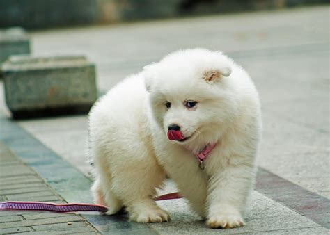 Samoyed Grooming: The Essential Guide with Pictures of Hairstyles