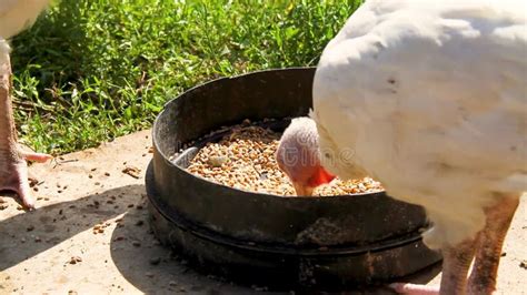 Turkey Chicks Eat Wheat. Feeding Turkeys on the Farm. Birds on the Grass on a Bright Sunny Day ...