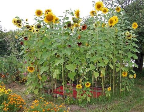 20+ Backyard Sunflower Garden Ideas – ZYHOMY