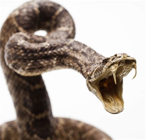 angry snakes - Google Search | Animals | Pinterest | Snake, Animal and Reptiles