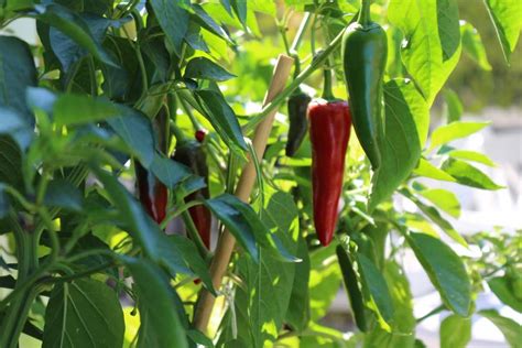 Organic Chilli Cultivation (Peppers/Mirchi), Farming Process | Agri Farming