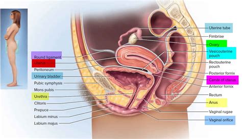 Nabothian cyst in cervix causes, symptoms & nabothian cyst treatment