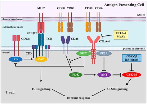 Cells | Free Full-Text | The Role of GSK-3 in Cancer Immunotherapy: GSK-3 Inhibitors as a New ...