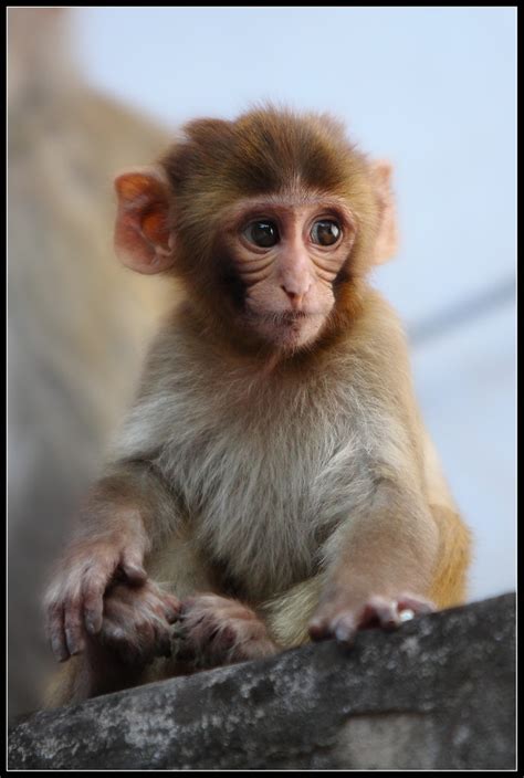 Baby Rhesus Macaque | Outside the Dalai Lama's residency - M… | Flickr