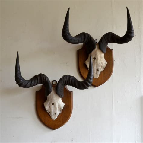 A pair of Edwardian Hartebeest Horns