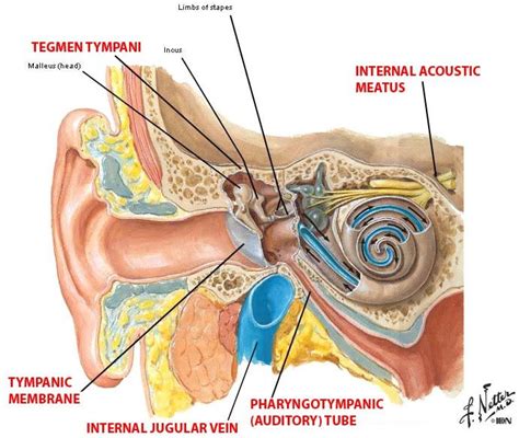 Tegmen tympani | Middle ear, Brain anatomy, Ear