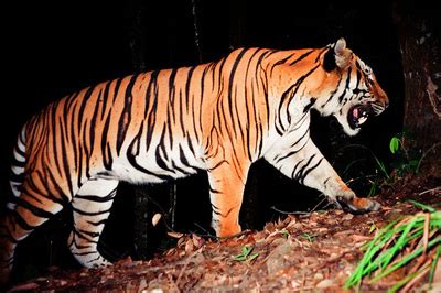 Wildlife & Plants - LAOS