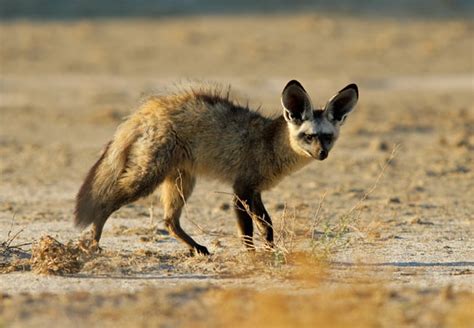 Bat-eared Fox {Otocyon megalotis}