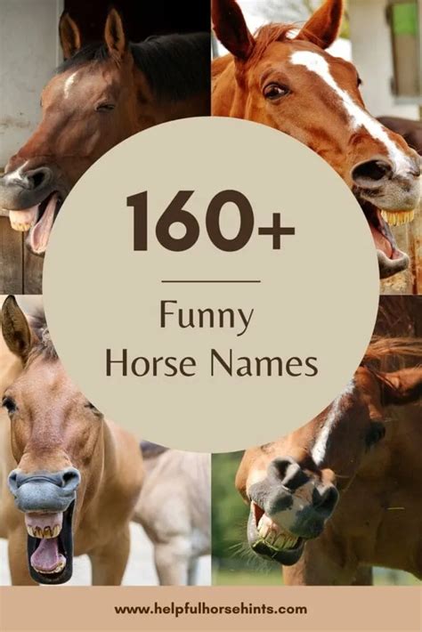 160+ Funny Horse Names - Helpful Horse Hints