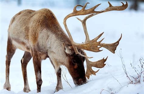 Majestic Deer in Winter Wonderland - HD Wallpaper