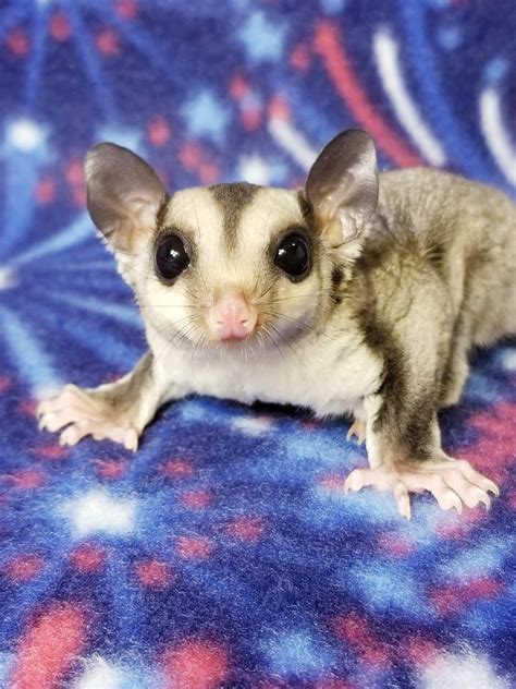 Sugar Glider Animals For Sale | Big Sandy, TN #305759